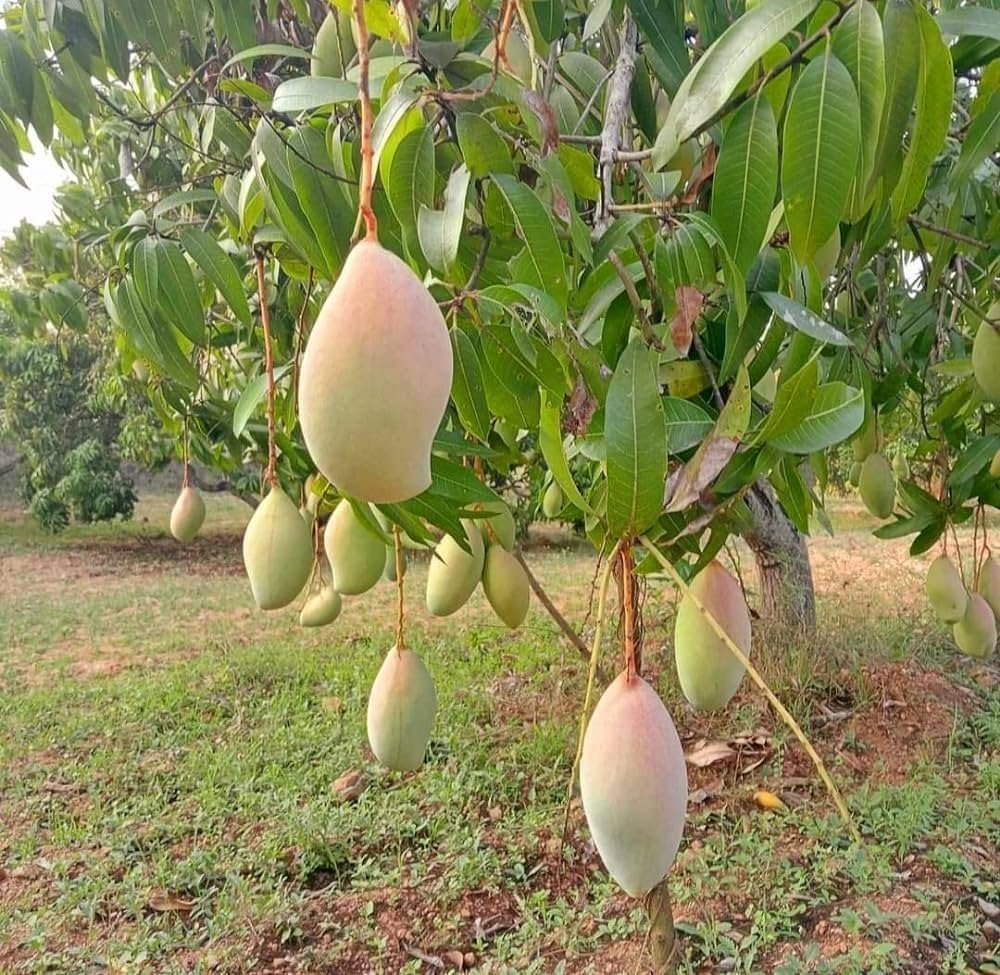 Mango Totapuri